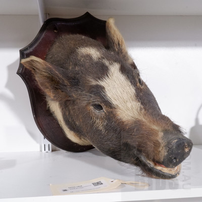 Vintage Mounted Taxidermy Wild Boar's Head