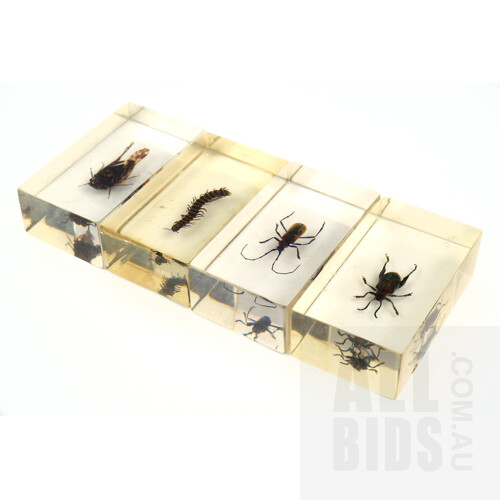 Four Insect Specimens Mounted in Lucite Blocks, Length 7.3cm