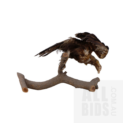 Vintage Taxidermy Wedgetail Eagle on Branch Mount