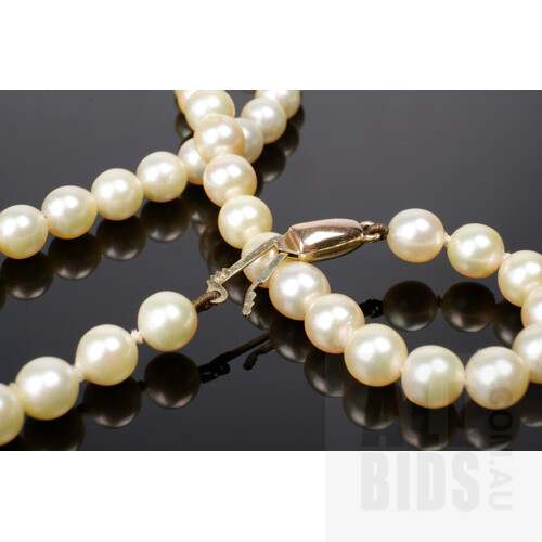 Strand of White Cultured Akoya Type Pearls, Very High Lustre, 9ct Yellow Gold Clasp