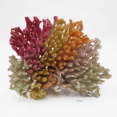 Coral Specimen