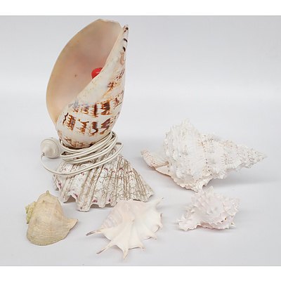 Retro Shell Table Lamp and Other Shells