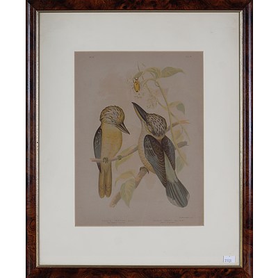 Two Gracius Broinowski Lithographs, White Breasted Sea Eagle and Kingfisher