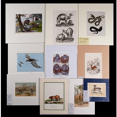 A Collection of Ten Antique & Vintage Engravings and Chromolithographs of Animals Including Zebras, Giraffes, Orangutans & Camels (10)