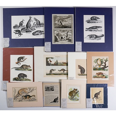 A Collection of Eleven European Lithographs & Engravings of Native Australian Animals Including Kangaroos, Wombats, Platypus and Others (11)