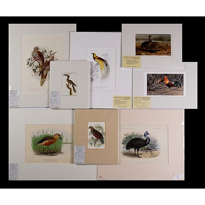A Collection of Eight Antique European Engravings & Lithographs of Birds Including Bird of Paradise, Kea, Cassowary & Others (8)