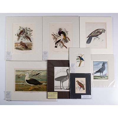 A Collection of Eight Antique European Engravings & Lithographs of Birds Including Albatross, Doves, Pigeons & Others (8)