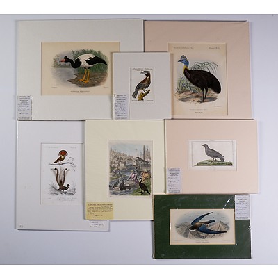 A Collection of Seven Antique Hand-Coloured European Engravings of Birds Including Hornbill, Cormorant, Lyrebird & Others (7)