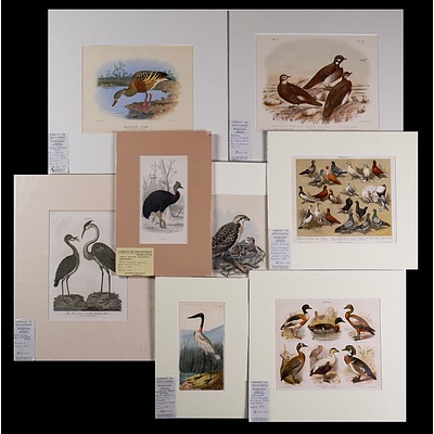 A Collection of Eight Antique Chromolithographs & Hand-Coloured Engravings of Birds Including Ducks, Pigeons, Herons & Others (8)