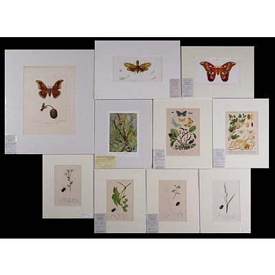 A Collection of Ten Antique & Vintage Engravings and Offset Lithographs of Insects Including Moths, Caterpillars & Beetles (10)