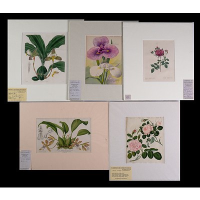 A Collection of Five Hand-Coloured Engravings & Chromolithographs of Orchids & Roses (5)