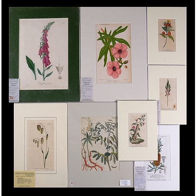A Collection of Eight Antique Hand-Coloured Engravings & Chromolithographs of Botanical Subjects Including Aster Serrata & Pomegranate Blossom (8)