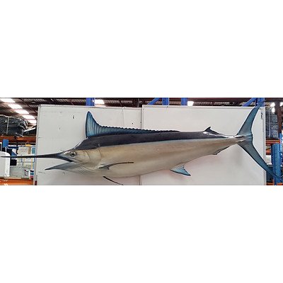 Large Marlin Display Piece