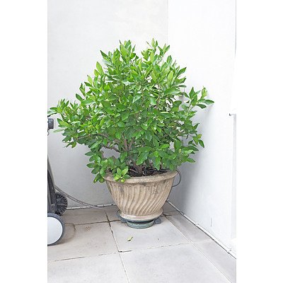 A Roy Grounds Composite Garden Planter with Lime Tree
