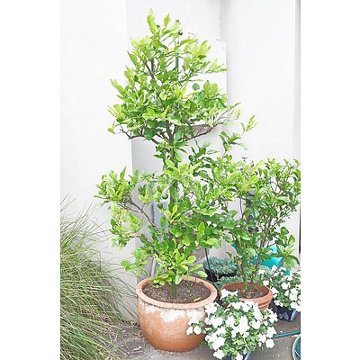 A Kaffir Lime Tree in Terracotta Planter