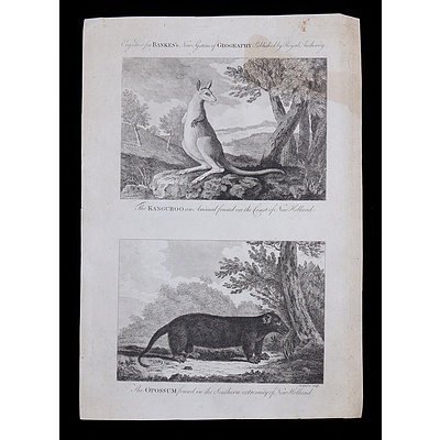 Two Engravings from Banks New System of Geography of Kanguroo by Parkinson and Opossum by J Webber