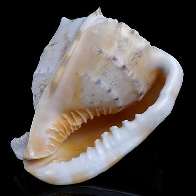Large Queen Helmet Conch Shell