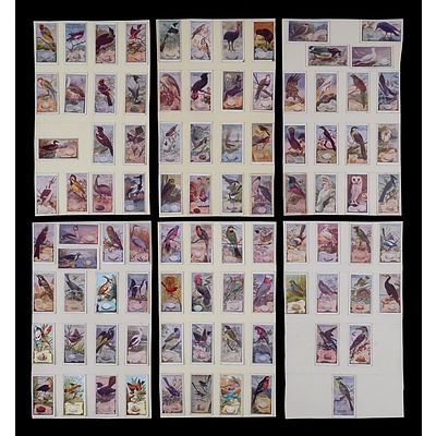 Vintage Wills Cigarette Cards - 91 Birds of Australia Cards Circa 1912 Hinged to Board