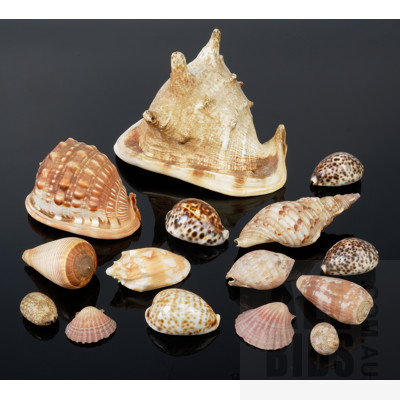 Collection of Sea Shells including Queen Helmet and Triton