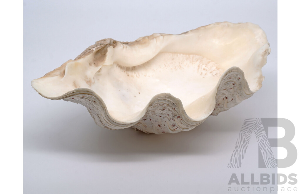 Old Clam Shell, Length 28cm