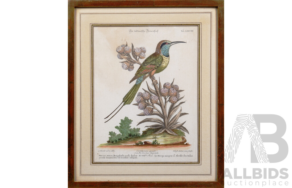 Two Antique European Coloured Engravings, View of the City of Vienna Together with the Indian Fife Ornamental Bird (2)