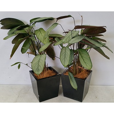 Two Grey Star(Calathea Ctenanthe Setosa) Desk/Benchtop Indoor Plants With Fiberglass Planter