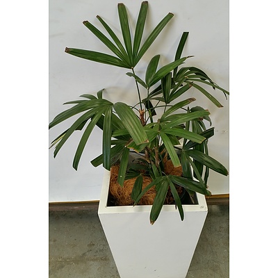 Rhapis Palm(Rhapis Excelsa) Indoor Plant With Fiberglass Planter