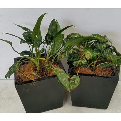 Two Chinese Evergreen(Aglaonema) Desk/Bench Top Indoor Plants With Fiberglass Planter