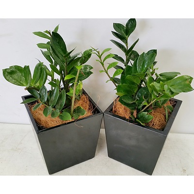 Two Zanzibar Gem(Zamioculus Zalmiofolia) Desk/Bench Top Indoor Plants With Fiberglass Planters