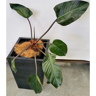 Philodendron Rojo Congo Desk/Benchtop Indoor Plant With Fiberglass Planter