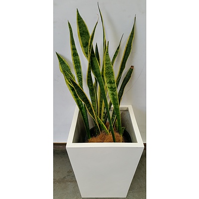 Mother In Law's Tongue(Sansavieria) Indoor Plant With Fiberglass Planter
