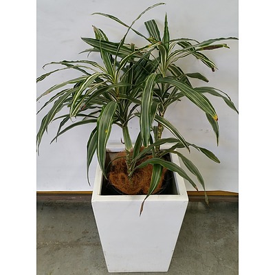 Janet Craig(Dracaena Deremensis) Indoor Plant With Fiberglass Planter