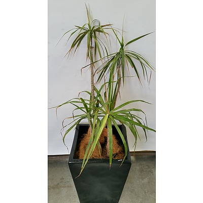 Dragon Tree(Dracaena Draco) Indoor Plant With Fibre Glass Planter