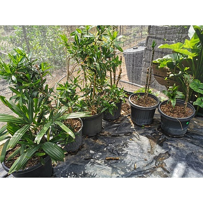 Indoor / Landscaping Plants - Lot of 6