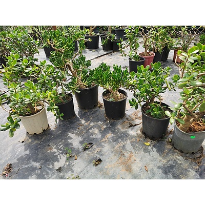 Crassula Ovata 'Jade Plant' or 'Money Plant' - Lot of 6