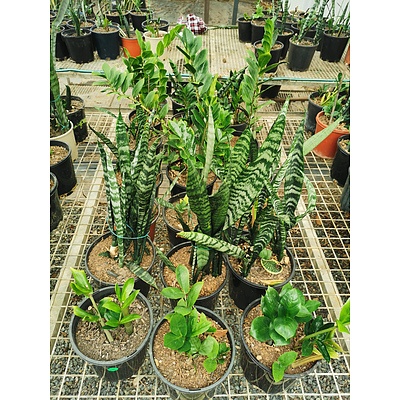 Assorted Sansevieria 'Snake Plant' & Zamioculcus Zamiifolia 'Zanzibar Gem' - Lot of 21