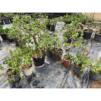 Crassula Ovata 'Jade Plant' or 'Money Plant' - Lot of 8
