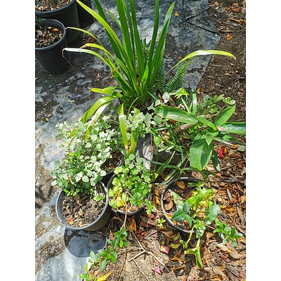 Indoor / Landscaping Plants - Lot of 7
