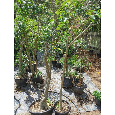 Ficus Fig Trees - Lot of 2