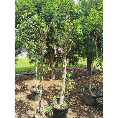 Ficus Fig Trees - Lot of 2