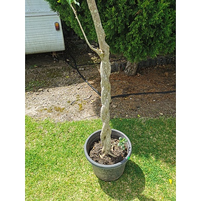 Ficus Fig Tree