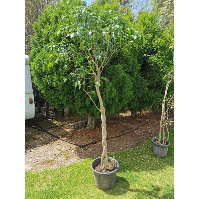 Ficus Fig Tree