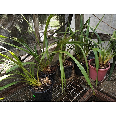 Cymbidium Orchids - Lot of 5