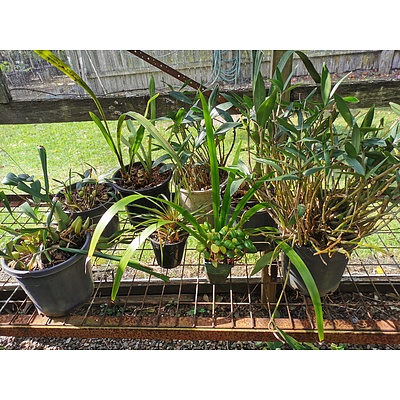 Indoor / Landscaping Plants - Lot of 8