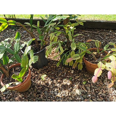 Flowering Schlumbergera 'Zygocactus' - Lot of 4