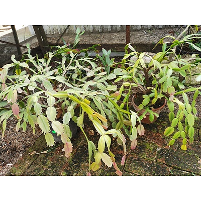 Flowering Schlumbergera 'Zygocactus' - Lot of 2