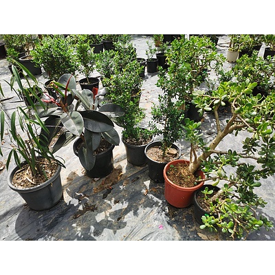 Indoor / Landscaping Plants - Lot of 6