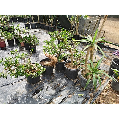 Indoor / Landscaping Plants - Lot of 5