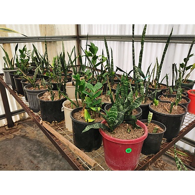 Assorted Sansevieria 'Snake Plant' & Zamioculcus Zamiifolia 'Zanzibar Gem' - Lot of 40