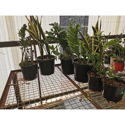 Assorted Large Sansevieria 'Snake Plant' & Zamioculcus Zamiifolia 'Zanzibar Gem' - Lot of 6